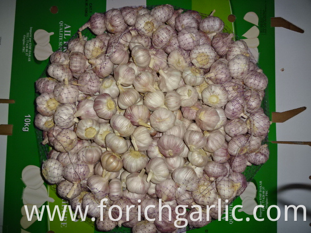 Crop 2019 Of Normal White Garlic